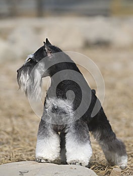 Schnauzer dog