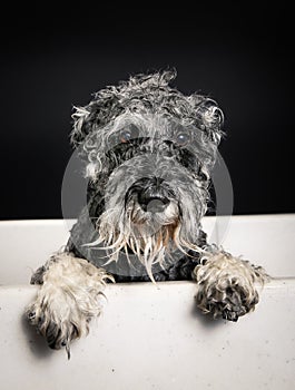 Schnauzer dog in bathtub