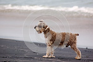 Schnauzer dog on beach