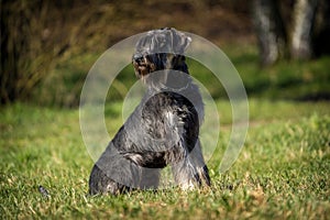 schnauzer dog on the grass