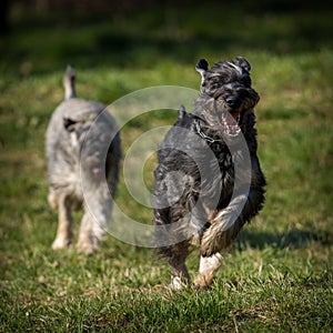 schnauzer dog on the grass in action