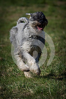 schnauzer dog on the grass in action