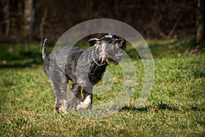 schnauzer dog on the grass in action