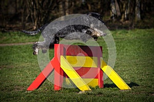 schnauzer dog on the grass in action