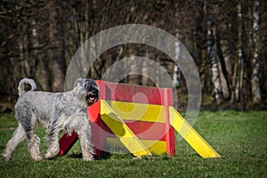 schnauzer dog on the grass in action