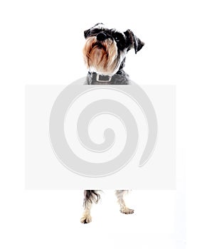 Schnauzer dog holding blank banner ad