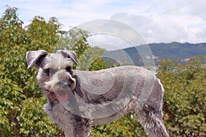 Schnauzer dog hot and looking attentively I