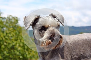 Schnauzer dog hot and looking attentively II