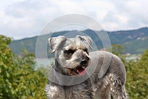 Schnauzer dog hot and looking attentively III