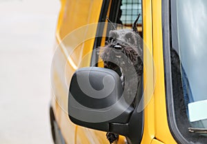 Schnauzer dog looking out of car window