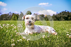 Schnauzer dog looking straight ahead lying on the grass with flowers