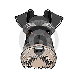 Schnauzer Dog Portrait. Black Schnauzer breed. Dog head. Vector.