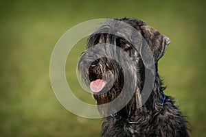 schnauzer dog portrait on the grass