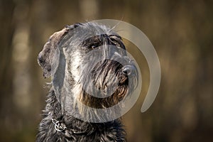 schnauzer dog portrait on the grass