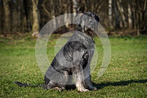 schnauzer dog portrait on the grass