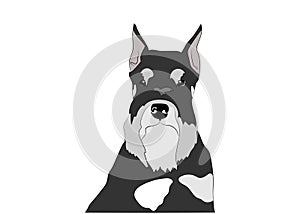 Schnauzer dog portrait, head. Black and silver , pepper and salt puppy. Vector illustration. Dog breed