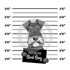 Schnauzer Dog prison. Bad boy. Police mugshot background. Schnauzer criminal. Arrest photo. Vector.