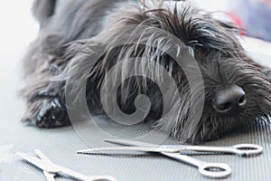 Schnauzer dog puppy lying on the grooming table