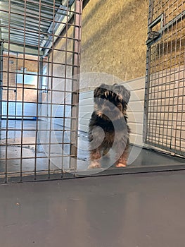 Schnauzer dog at a rescue shelter stood in a kennel photo