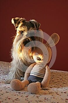 A Schnauzer dog with a toy