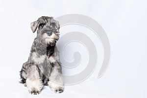 Schnauzer dog white-grey sits and looks at you on a white background, copy space. Sad puppy miniature schnauzer