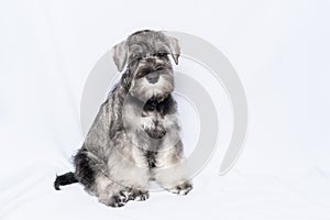 Schnauzer dog white-grey sits and looks at you on a white background, copy space. Sad puppy miniature schnauzer