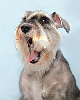 A Schnauzer dog yawns. Close-up front view
