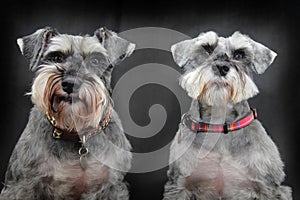 Schnauzer dogs