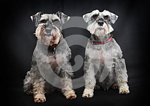 Schnauzer dogs