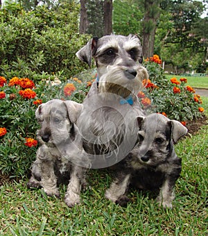 Schnauzer family 2