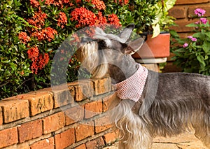 Schnauzer