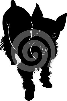 Schnauzer miniature dog