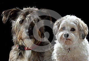 Schnauzer mixed-breed dog and his friend a havanese