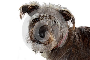 Schnauzer mixed-breed dog with scrubby hair