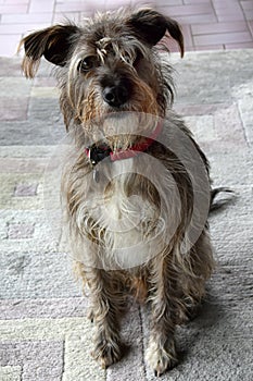 Schnauzer mixed-breed dog with scrubby hair