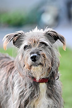 Schnauzer mixed-breed dog with scrubby hair