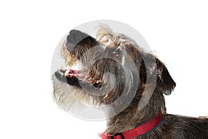 Schnauzer mixed-breed dog with scrubby hair on white