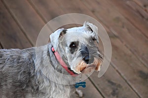 Schnauzer Nelson hanging on his deck