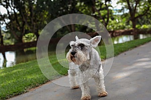 The Schnauzer originally from Germany photo
