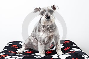 Tender pet - miniature Dog Schnauzer photo