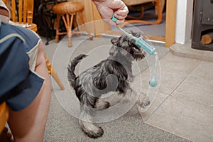 Schnauzer puppy at play.