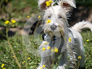 Schnauzer puppy in white, looking carefully at the yellow flowers around him