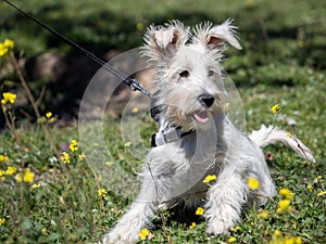 Schnauzer puppy in white, looking carefully at the yellow flowers around him