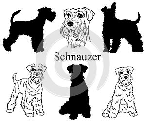 Schnauzer set. Collection of pedigree dogs. Black white illustration of a schnauzer dog. Vector drawing of a pet. Tattoo