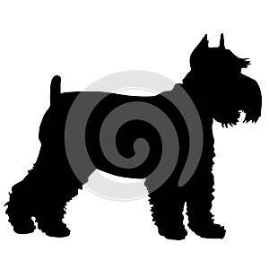 Schnauzer Silhouette