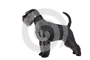 Schnauzer standing photo