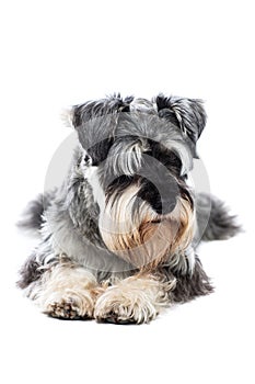 Schnauzer taking a rest