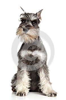 Schnauzer on white background