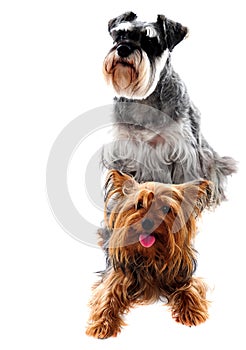 Schnauzer and Yorkshire Terrier. Pets photo