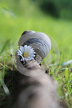 Schnecke